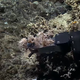 robotic arm grasping coral